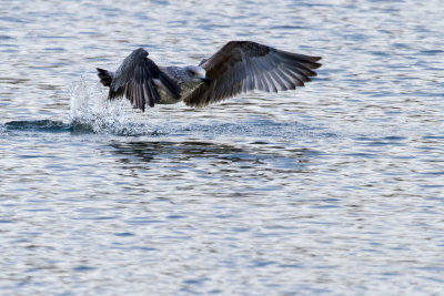 IMG_7147Edit.jpg