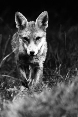 IMG_3040-BW.jpg