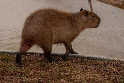 Capybara (Species- Hydrochoerus hydrochaeris) 03.jpg