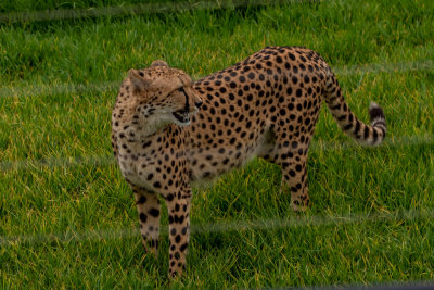 Cheetah (Species- Acinonyx Jabutus) 02.jpg