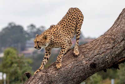 Cheetah (Species - Acinonyx Jabutus)