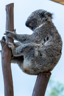 Koala (Species- Phascolarctos Cinereus)