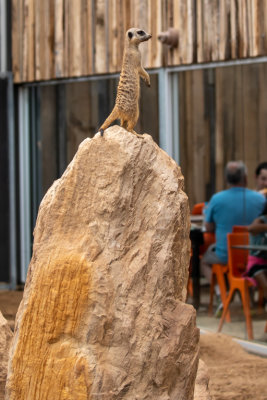 Meerkat (Species- Suricata suricatta)10.jpg