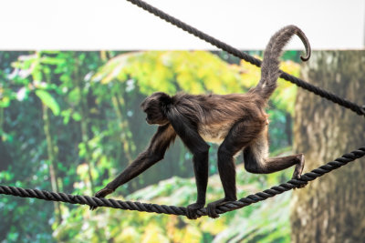 Spider Monkey (Species- Ateles Geoffroy) 02.jpg