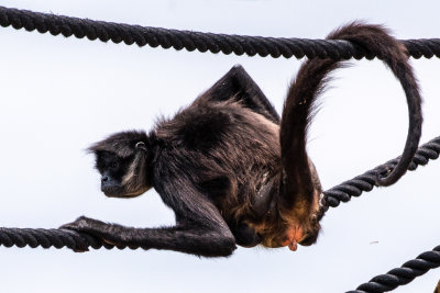 Spider Monkey (Species- Ateles Geoffroy) 03.jpg