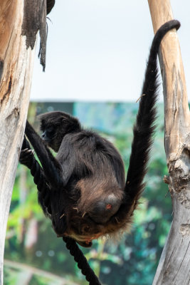 Spider Monkey (Species - Ateles Geoffroy)