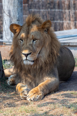 African Lion (Species - Panthera Leo - 02.jpg
