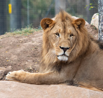 African Lion (Species - Panthera Leo - 03.jpg