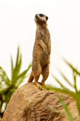 Meerkat (Species- Suricata suricatta) - 02.jpg