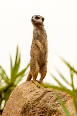 Meerkat (Species- Suricata suricatta) - 03.jpg