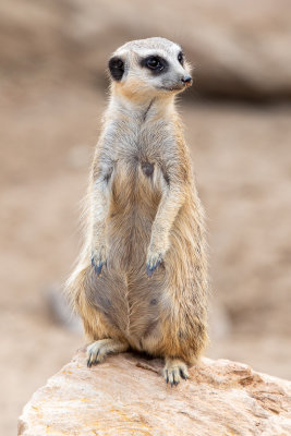 Meerkat (Species- Suricata suricatta) - 04.jpg