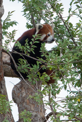 Red Panda (Species -  Ailusrus Fulgens)