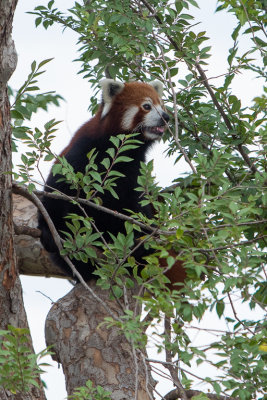 Red Panda (Species -  Ailusrus Fulgens) - 02.jpg
