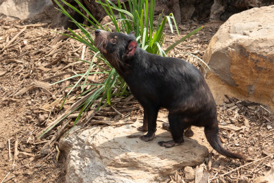 Tasmanian Devil (Species - Sarcophilus  Harrisi)