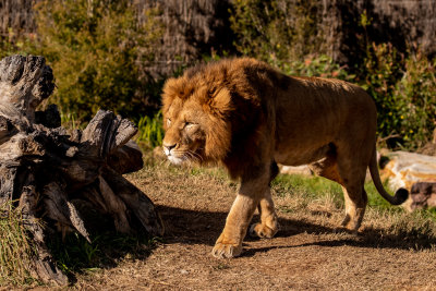 African Lion (Species - Panthera Leo - 05.jpg