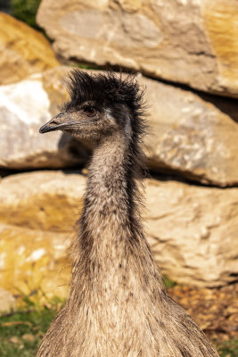 Emu  (Species - Dromaius novaehollandiae)