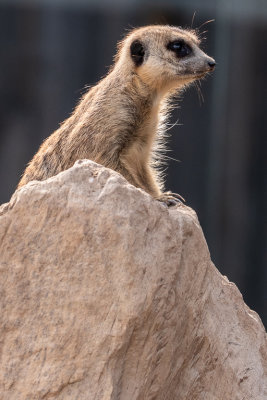 Meerkat (Species- Suricata suricatta) - 08.jpg