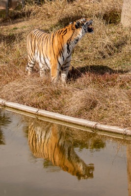 Sumatran Tiger (Species - Panthera Tigris Sumatrae) - 02.jpg