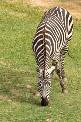 Plains Zebra (Species - Equus Quagga)