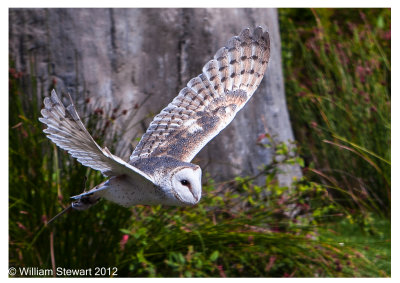 Owl in Flight.jpg