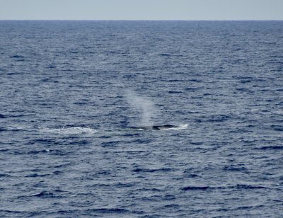 First Fin whale
