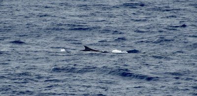 Fin Whale