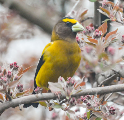 Evening Grosbeck