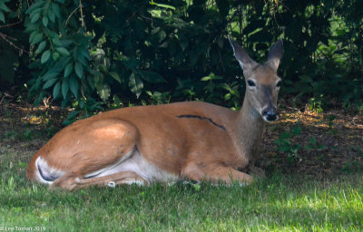 Deer in Backyard