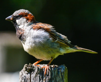 Sparrow with Insect