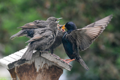 Mama Starling feeding kids