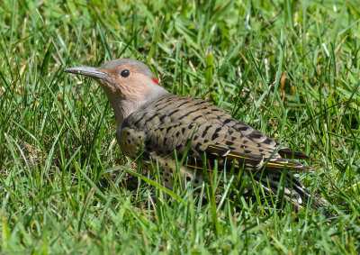 Flicker in the grass