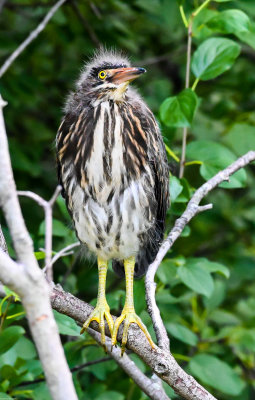 young_green_heron