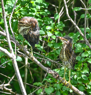 DSC_3131.jpg