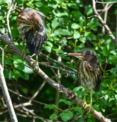 young_green_heron