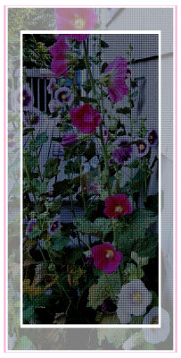 Hollyhocks