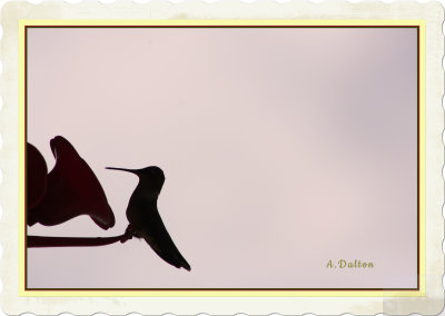 Silhouette ~ Ruby Throated Hummingbird