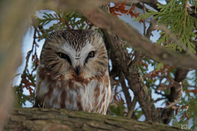 Petite nyctale - Saw-whet Owl