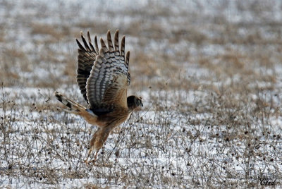 Busard des marais - Northern Harrier (juv)