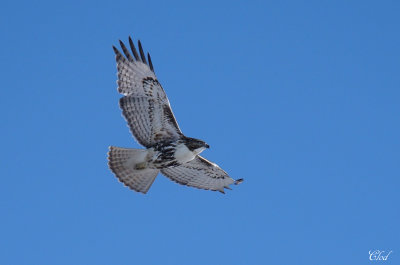 Buse  queue rousse - Red-tailed Hawk
