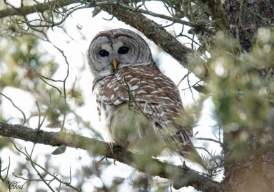 Chouette raye - Barred Owl