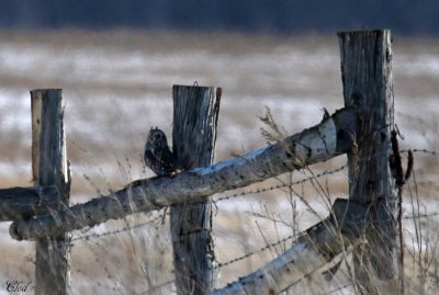 Hibou des marais - Short-eared Owl