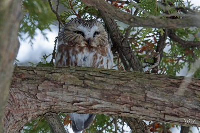 Petite nyctale - Saw-Whet Owl