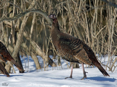 Dindon sauvage - Wild Turkey