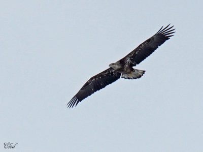 Pygargue  tte blanche - Bald Eagle (juv)
