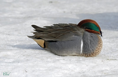 Sarcelle d'hiver - Green-winged Teal