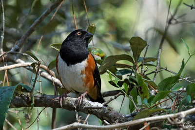 Tohi à flancs roux - Eastern Towhee (alleni)
