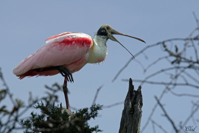 Spatule rosée - Roseate Spoonbill