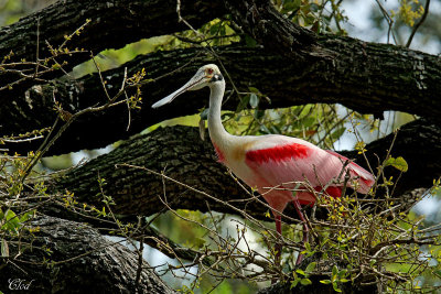 Spatule rosée - Roseate Spoonbill