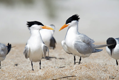 Sterne royale - Royal Tern