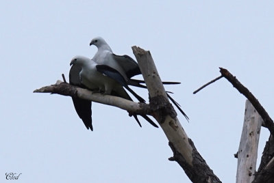 Naucler à queue fourchue - Swallow-tailed Kite
